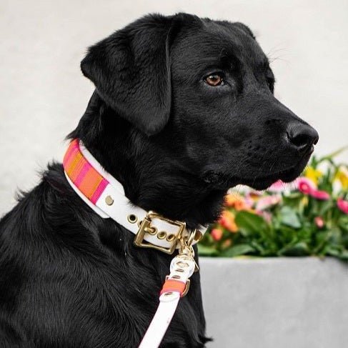 Set Wilma Double - Passion Pink - DIES HUND DAS by PUPPYROPE